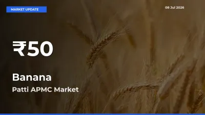 Banana Falls to ₹50 in Patti APMC – 30-Day Lowest Rate