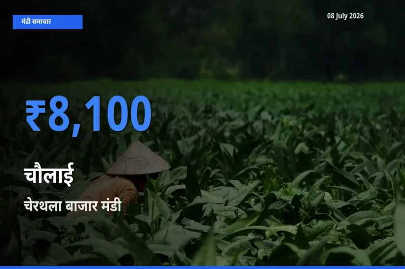 आज चौलाई के सबसे ज़्यादा दाम चेरथला बाजार मंडी में दर्ज