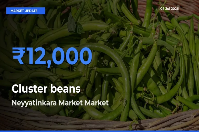Farmers Prefer Neyyatinkara Market as Cluster beans Hits Highest Rate