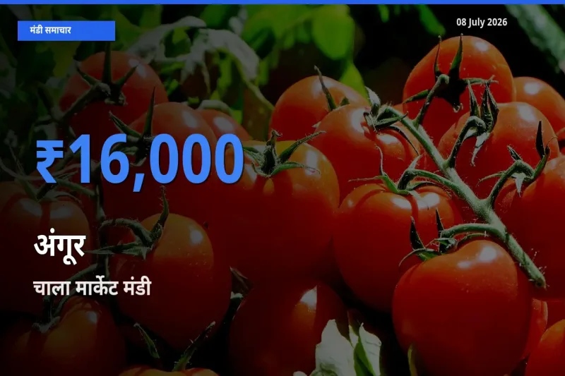 किसानों की पसंद बना चाला मार्केट, अंगूर के सबसे अच्छे दाम