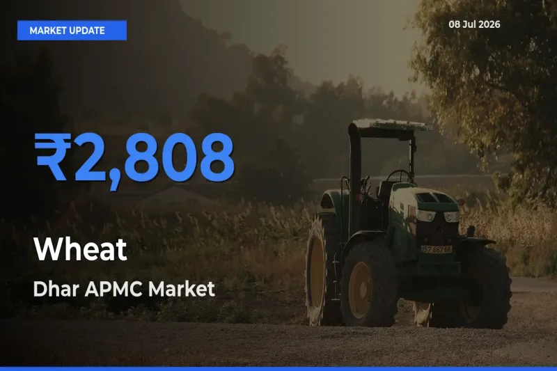 Dhar APMC Leads as Top Mandi for Wheat Prices