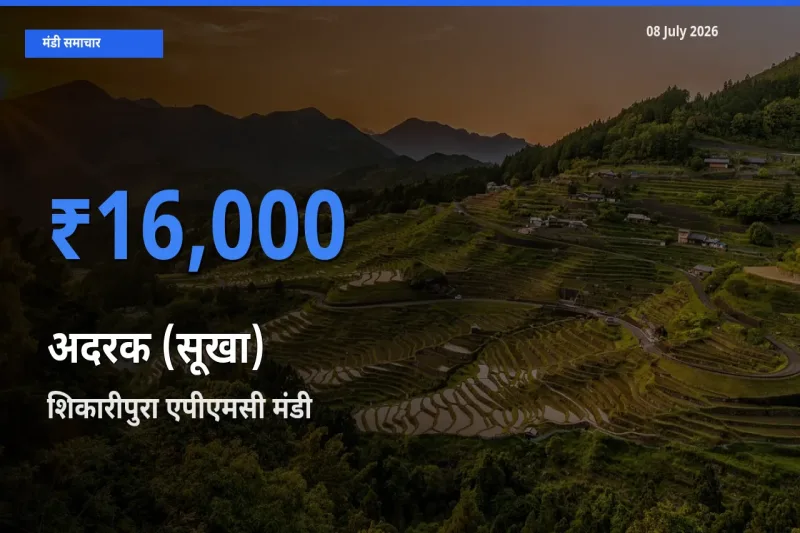 टॉप मंडी बना शिकारीपुरा एपीएमसी! अदरक (सूखा) के सबसे ऊँचे दाम यहीं दर्ज