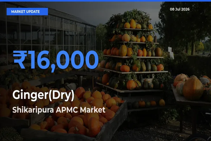 Shikaripura APMC Tops Ginger(Dry) Rates – July 08 Market Update