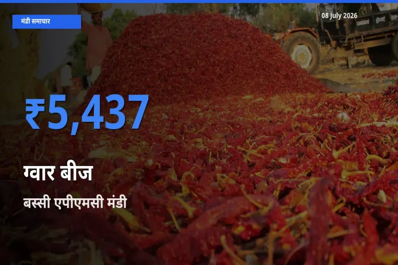 बस्सी एपीएमसी में ग्वार बीज का आज सबसे ऊँचा भाव