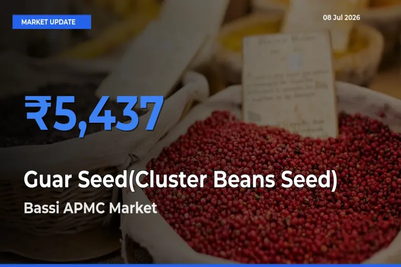 Bassi APMC Leads as Top Mandi for Guar Seed(Cluster Beans Seed) Prices