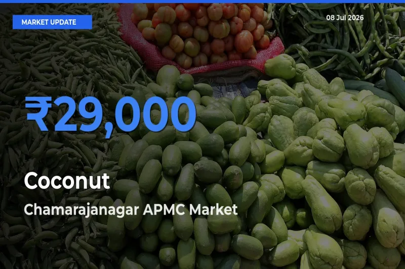 Chamarajanagar APMC Tops Coconut Rates – July 08 Market Update