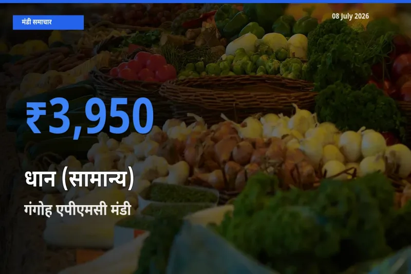 बाज़ार संकेत: गंगोह एपीएमसी बना धान (सामान्य) के लिए आज की टॉप मंडी