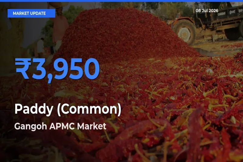 Paddy (Common) Mandi Rate Today: Gangoh APMC Tops the List