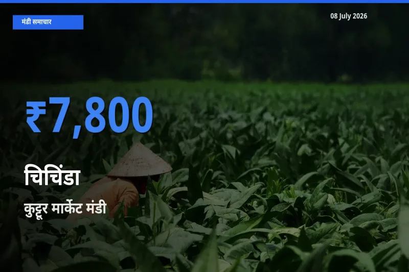 आज चिचिंडा के सबसे ऊँचे दाम ₹7,800 कुट्टूर मार्केट मंडी में