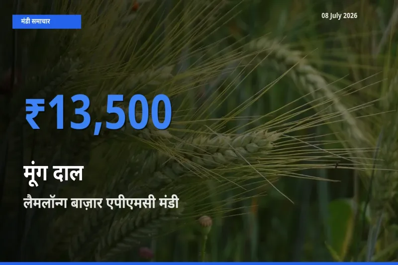 लैमलॉन्ग बाज़ार एपीएमसी में मूंग दाल का आज सबसे ऊँचा भाव