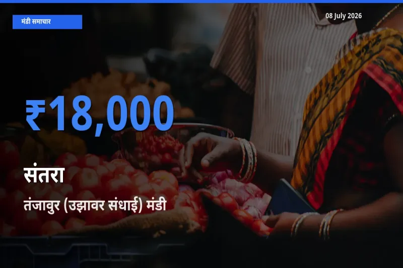 आज का मंडी भाव: संतरा के सबसे ज़्यादा दाम तंजावुर (उझावर संधाई) में