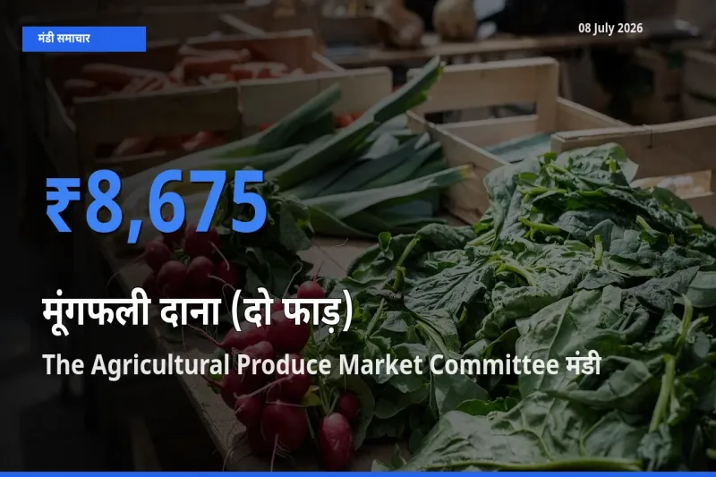 The Agricultural Produce Market Committee में मूंगफली दाना (दो फाड़) का आज सबसे ऊँचा भाव
