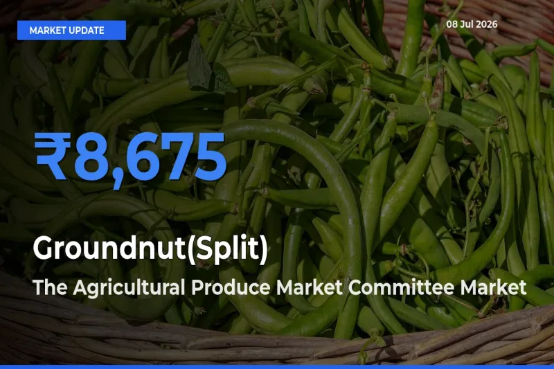 The Agricultural Produce Market Committee Records Highest ₹8,675 Rate for Groundnut(Split)