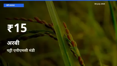तेज़ गिरावट! पट्टी एपीएमसी में अरबी के दाम 30 दिन के निचले स्तर पर
