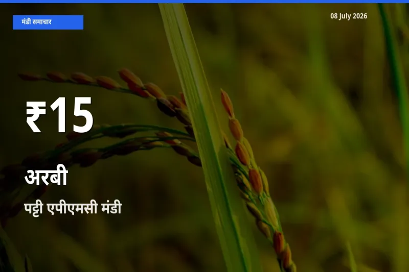 तेज़ गिरावट! पट्टी एपीएमसी में अरबी के दाम 30 दिन के निचले स्तर पर