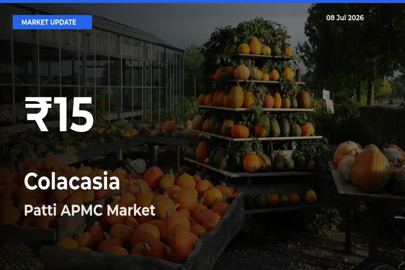 Sharp Fall! Colacasia Prices Drop to 30-Day Low in Patti APMC