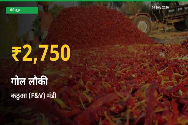 गोल लौकी के दामों में रिकॉर्ड तेज़ी, कठुआ (F&V)