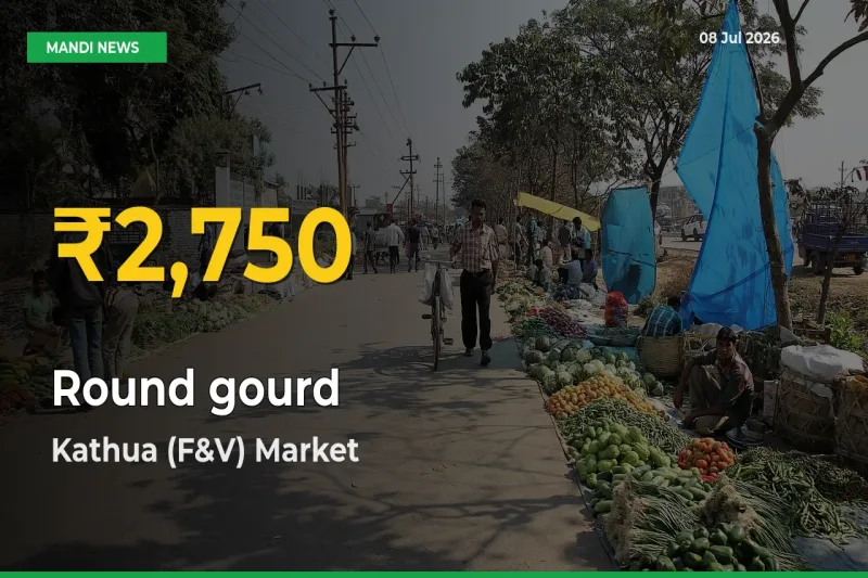 Why Round gourd Prices Are Climbing in Kathua (F&V) – Today’s New High Explained