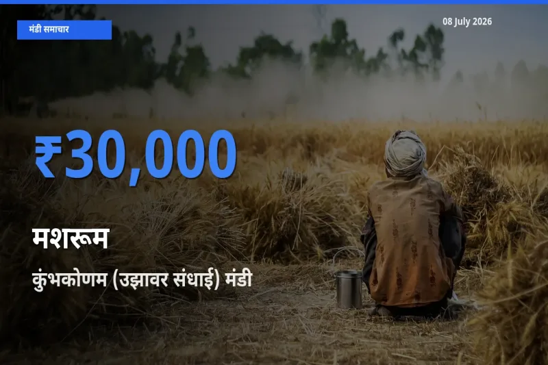आज का मंडी भाव: मशरूम के सबसे ज़्यादा दाम कुंभकोणम (उझावर संधाई) में