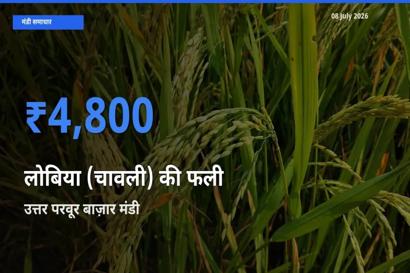 उत्तर परवूर बाज़ार मंडी में लोबिया (चावली) की फली ₹4,800 पर पहुँचा – आज का सर्वोच्च भाव