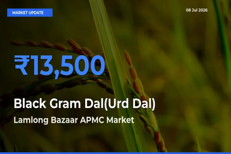 Lamlong Bazaar APMC Tops Black Gram Dal(Urd Dal) Rates – July 08 Market Update