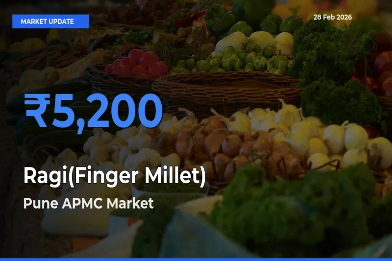 Pune APMC Records Highest ₹5,200 Rate for Ragi(Finger Millet)