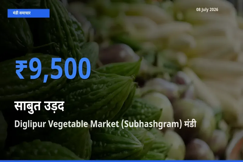 Diglipur Vegetable Market (Subhashgram) मंडी में आज साबुत उड़द के सबसे ऊँचे दाम दर्ज
