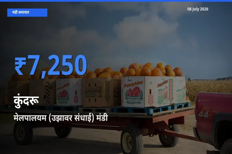 मेलपालयम (उझावर संधाई) मंडी में आज कुंदरू के सबसे ऊँचे दाम दर्ज