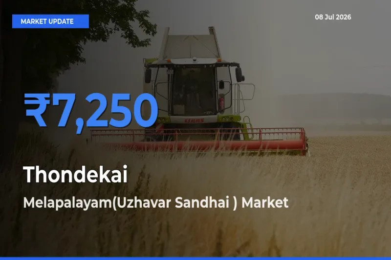 Farmers Prefer Melapalayam(Uzhavar Sandhai ) as Thondekai Hits Highest Rate