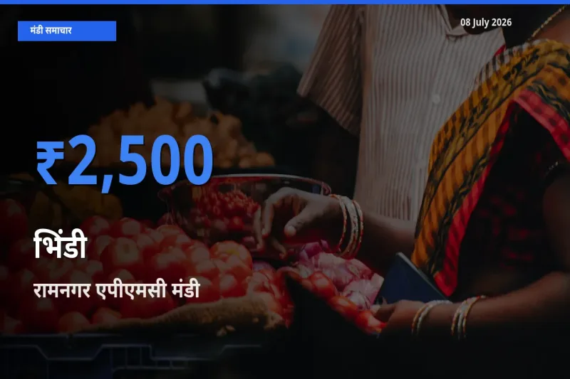 आज भिंडी के सबसे ऊँचे दाम ₹2,500 रामनगर एपीएमसी मंडी में