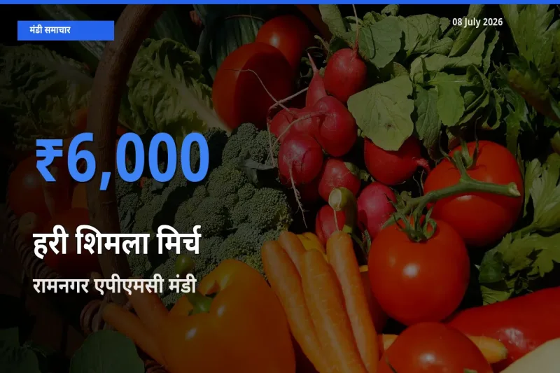 आज का मंडी भाव: हरी शिमला मिर्च के सबसे ज़्यादा दाम रामनगर एपीएमसी में