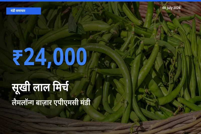08 July अपडेट: सूखी लाल मिर्च के सबसे ऊँचे दाम लैमलॉन्ग बाज़ार एपीएमसी मंडी में