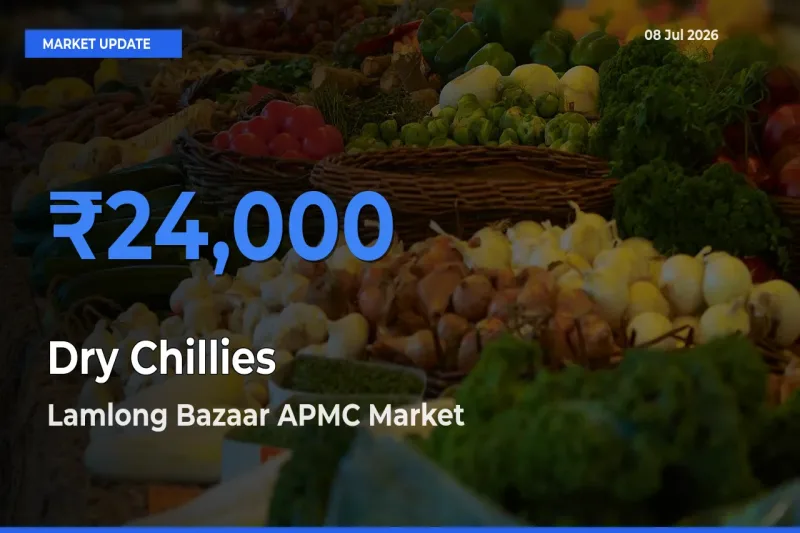 Lamlong Bazaar APMC Leads as Top Mandi for Dry Chillies Prices