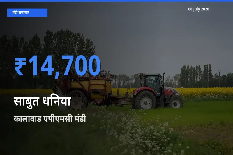 टॉप मंडी बना कालावाड एपीएमसी! साबुत धनिया के सबसे ऊँचे दाम यहीं दर्ज