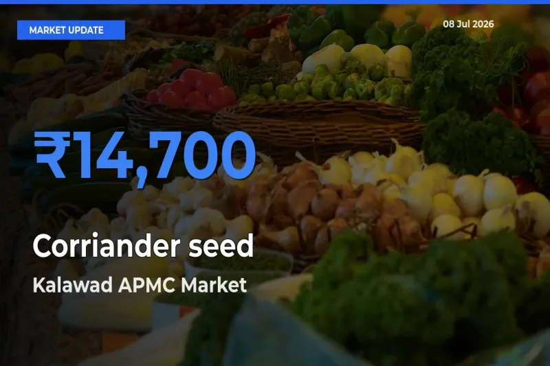Kalawad APMC Records Highest ₹14,700 Rate for Corriander seed