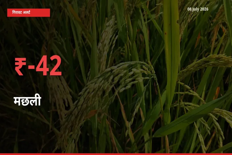 बाज़ार संकेत: मछली के भाव मंडी में 42.48% नीचे