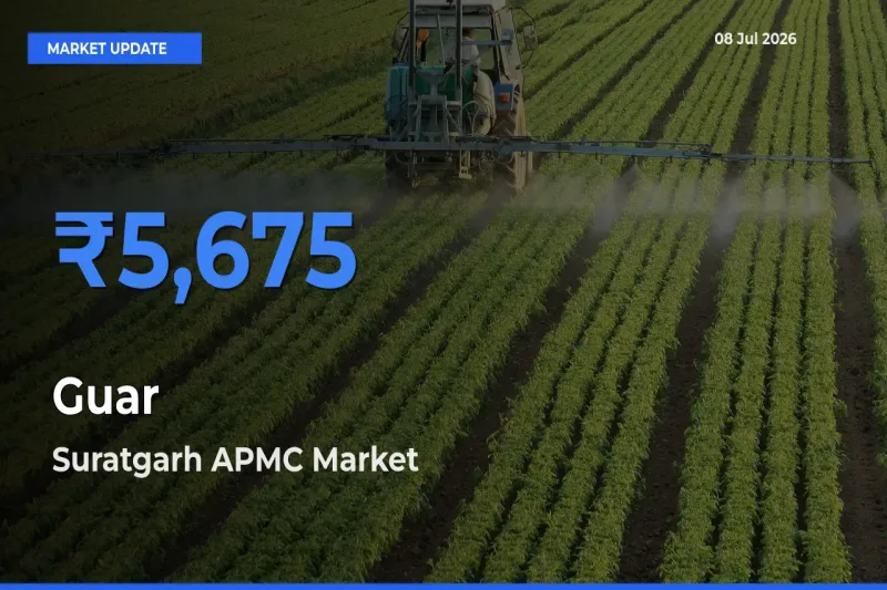 Top Performer! Suratgarh APMC Offers Best Guar Price Today