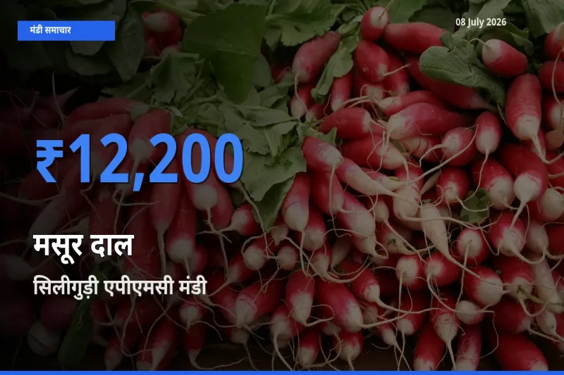 टॉप मंडी बना सिलीगुड़ी एपीएमसी! मसूर दाल के सबसे ऊँचे दाम यहीं दर्ज