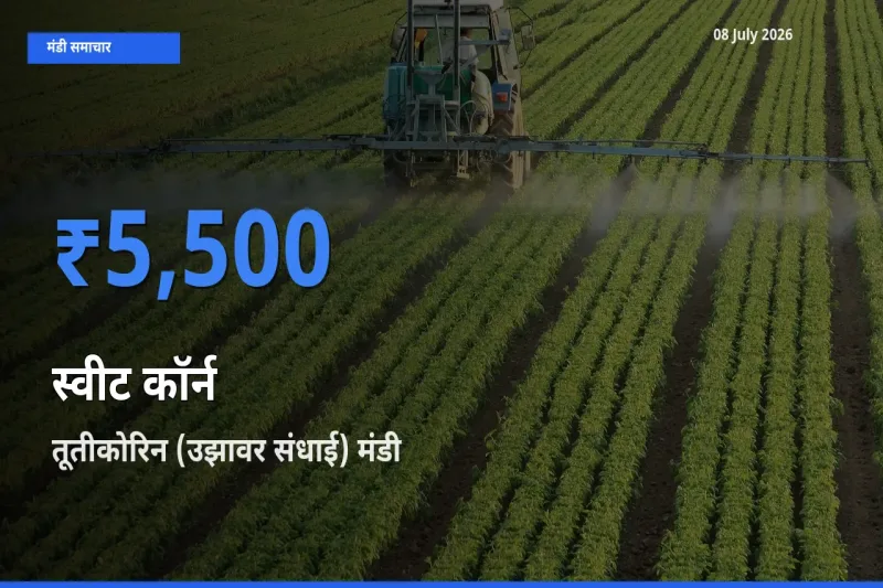 तूतीकोरिन (उझावर संधाई) मंडी में आज स्वीट कॉर्न के सबसे ऊँचे दाम दर्ज