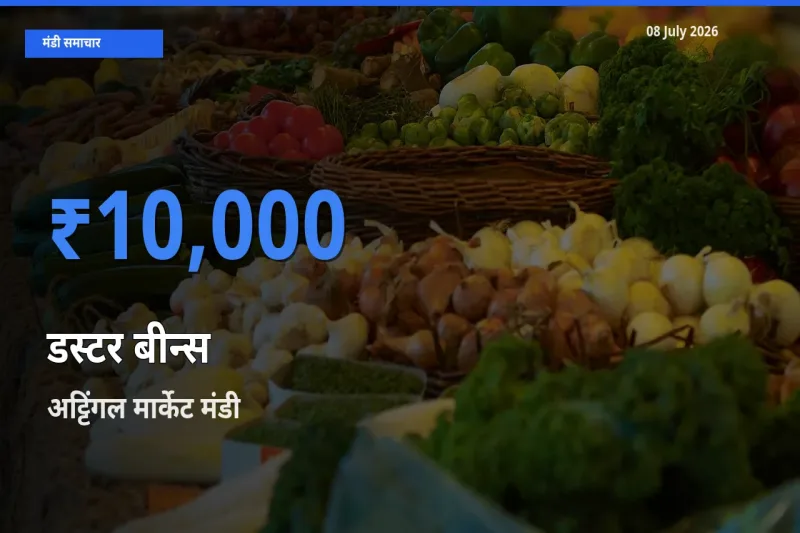 टॉप मंडी बना अट्टिंगल मार्केट! डस्टर बीन्स के सबसे ऊँचे दाम यहीं दर्ज
