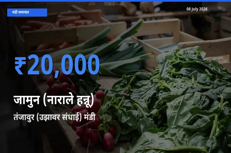 तंजावुर (उझावर संधाई) में जामुन (नाराले हन्नू) का आज सबसे ऊँचा भाव