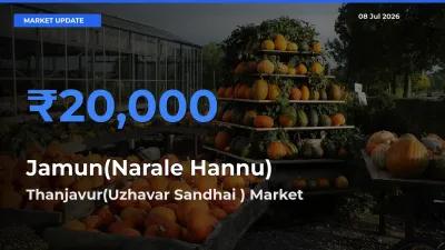 Thanjavur(Uzhavar Sandhai ) Emerges as Top Mandi for Jamun(Narale Hannu) Prices Today