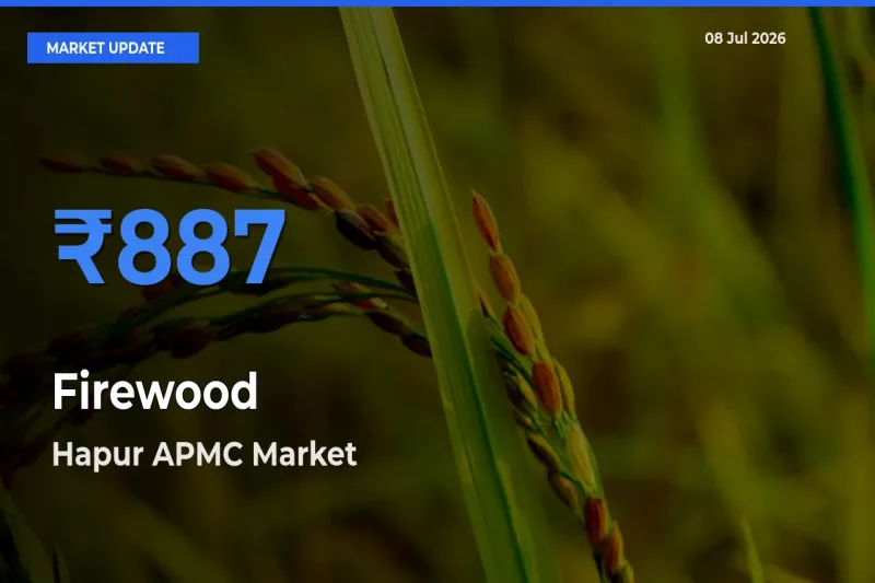 Hapur APMC Emerges as Top Mandi for Firewood Prices Today
