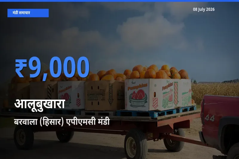 किसानों की पसंद बना बरवाला (हिसार) एपीएमसी, आलूबुखारा के सबसे अच्छे दाम
