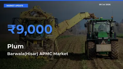 Farmers Prefer Barwala(Hisar) APMC as Plum Hits Highest Rate
