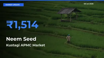 Kustagi APMC Offers ₹1,514 – Highest Neem Seed Rate Today