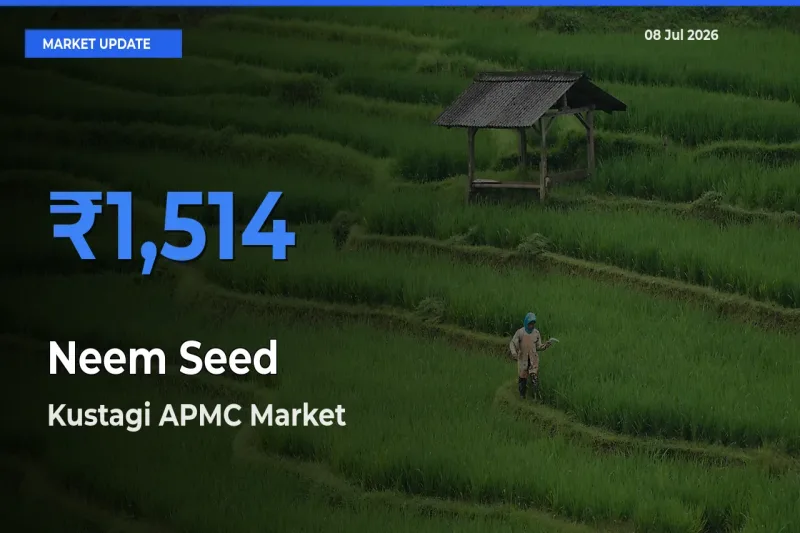 Kustagi APMC Offers ₹1,514 – Highest Neem Seed Rate Today