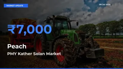 PMY Kather Solan Offers ₹7,000 – Highest Peach Rate Today