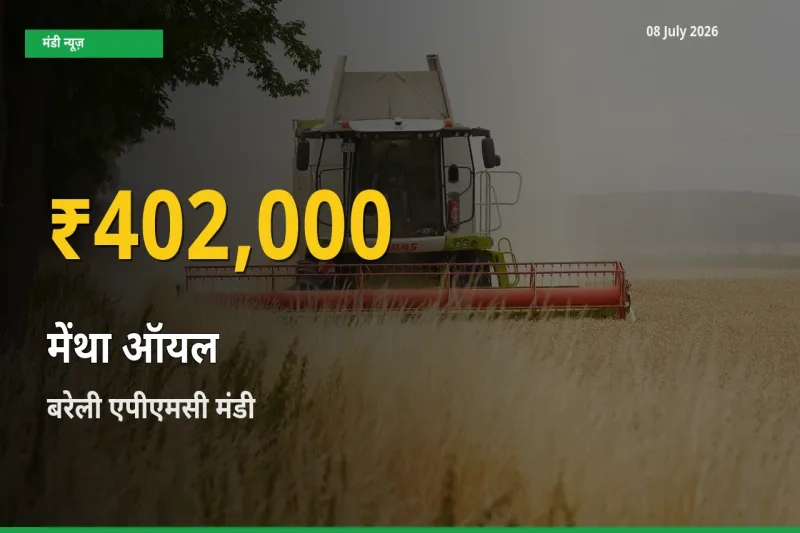 मेंथा ऑयल के दामों में रिकॉर्ड तेज़ी, बरेली एपीएमसी