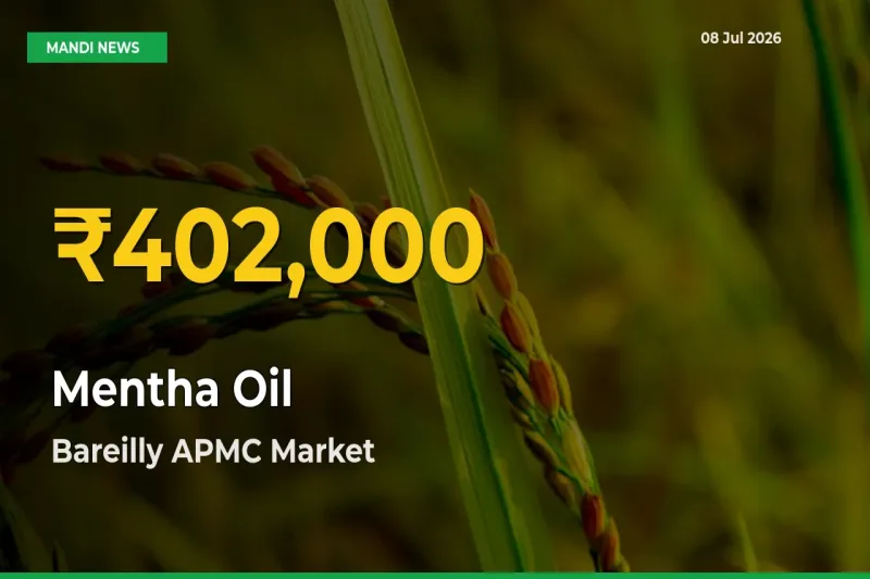 Fresh Record! Mentha Oil Price Climbs to New High in Bareilly APMC